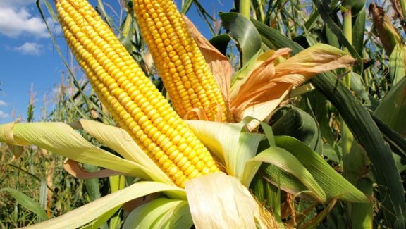 Köylülerin intikamı ağır oldu