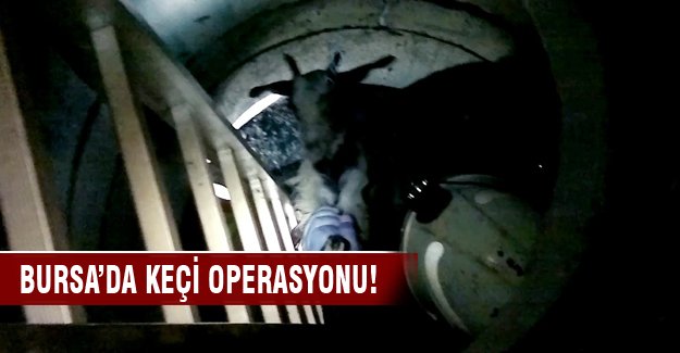 Bursa'da keçi operasyonu