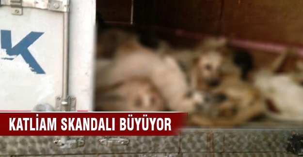 Köpek katliamı skandalı büyüyor!