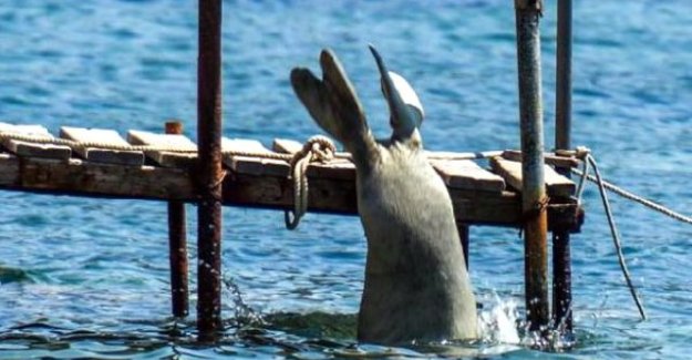 Akdeniz fokları Bodrum'u benimsedi