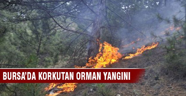 Bursa'da ormana yıldırım düşmesi sonucu yangın çıktı