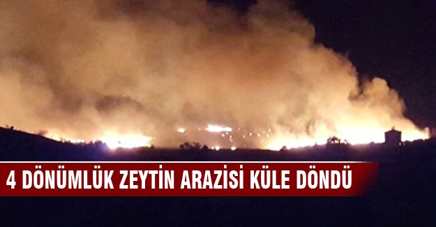4 dönümlük zeytin arazisi küle döndü