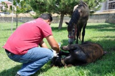 Bursa'da demire saplanan tay kurtulamadı
