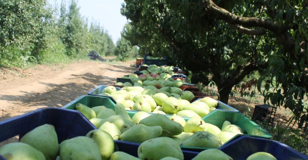 Armudun  iyisi Bursa'da