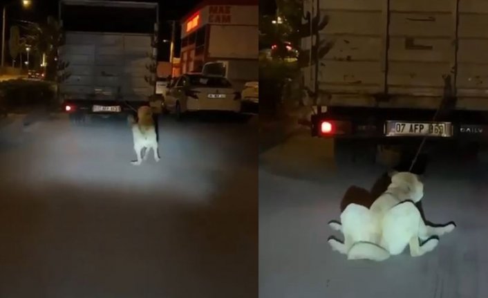 İşkence: Köpeği kamyonun arkasına bağlayıp sürükledi!