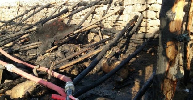 240 koyun telef oldu