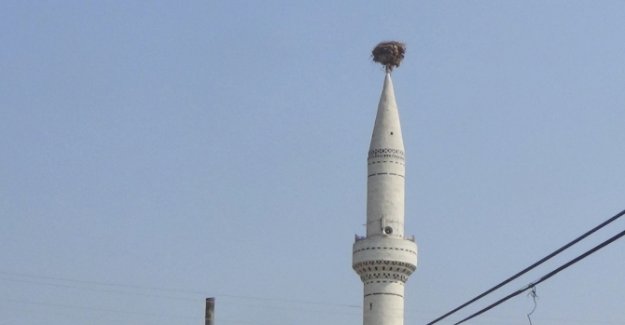 Görenleri şaşırtıyor