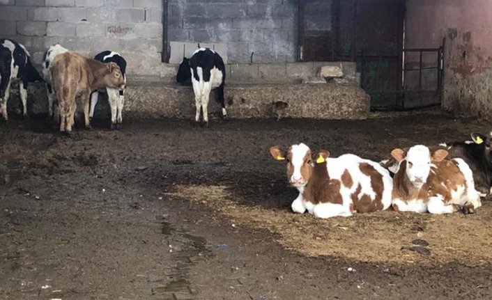 Besiciler uyardı! 'Yakında süt sağacak hayvan kalmayacak'