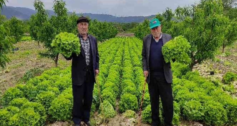 Bursa'da marul hasadı başladı! Tarlada 2 lira, tezgahta 10 lira