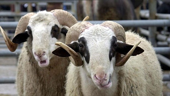 Kurbanlık sevkiyat tarihi belli oldu