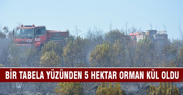 Bursa'da tabela asarken 5 hektar ormanı yaktılar