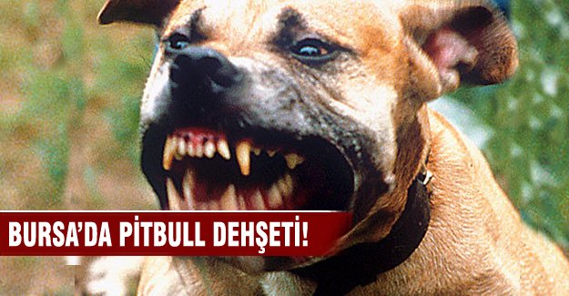 Bursa'da pitbull dehşeti