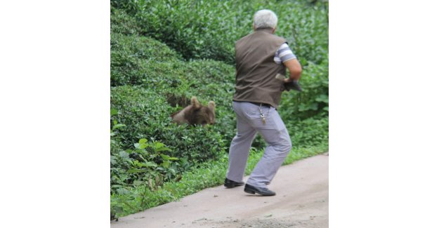 Rize’de ayı paniği