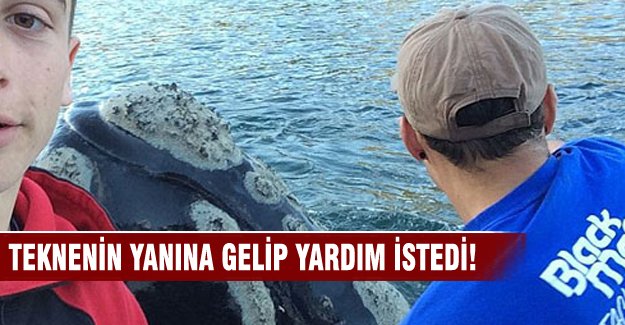 Balina balıkçılardan 'yardım istedi'