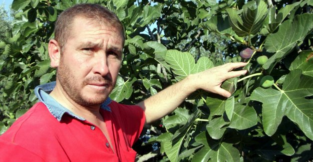 Bursa'nın meşhur meyvesini yağmur vurdu