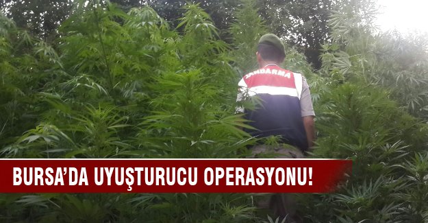 Ormanda uyuşturucu operasyonu