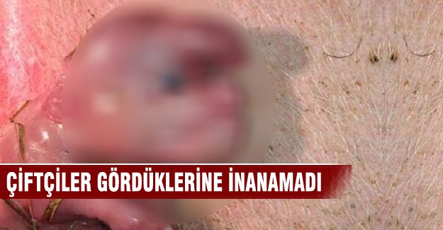 Dünyanın en ilginç hayvanları