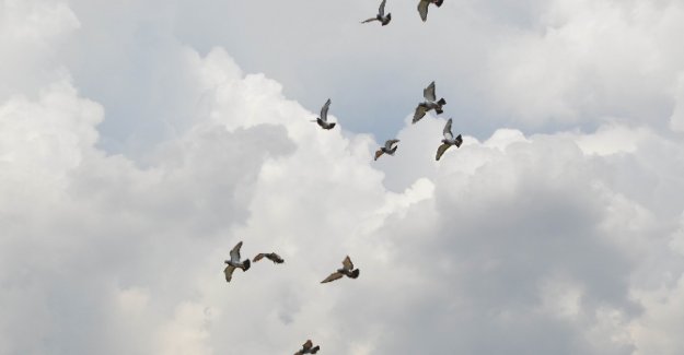 10 bin lira kazandırmak için kanat çırptılar