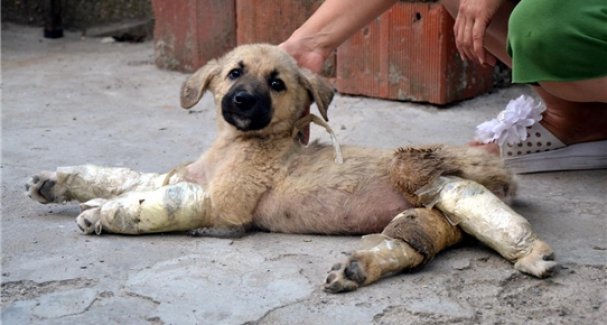 Günahsız olmasına aldırmamışlar!