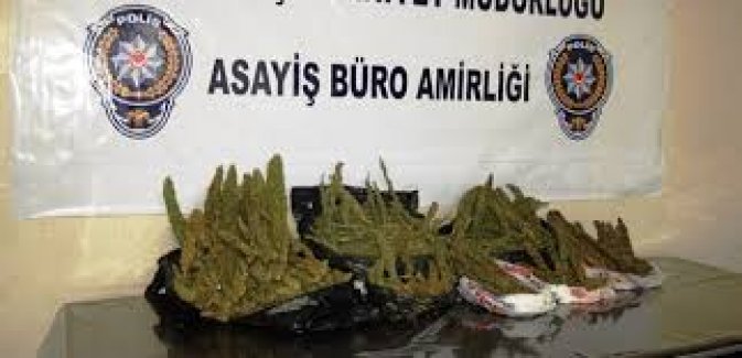 Uyuşturucu yetiştirdikleri yer herkesi şok etti