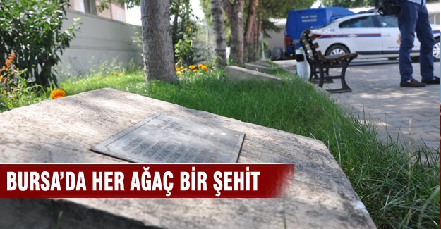 Bursa'da her ağaç bir şehit