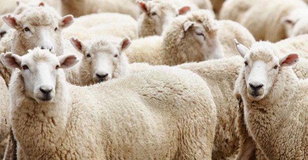 'Vekalet yoluyla' kurban kesmenin ne kadar olduğu belli oldu