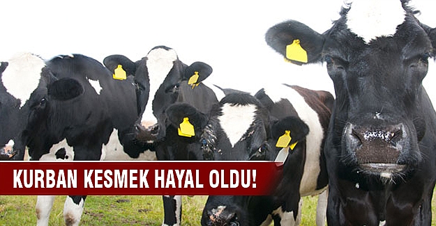 Kurban kesmek hayal oldu..