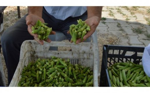 Bursa'da bamya üreticisinin yüzünü güldürüyor