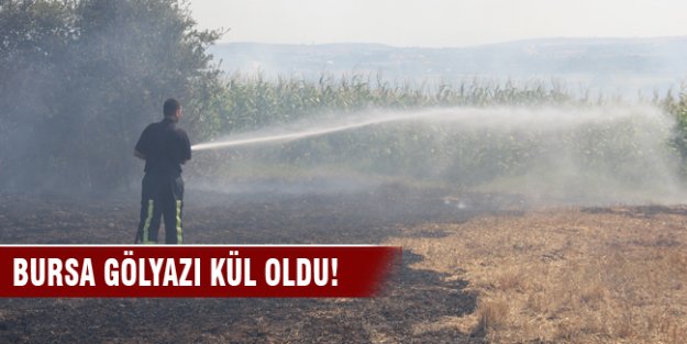 Bursa Gölyazı'da 30 dönüm yangında kül oldu!