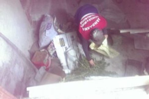 Bursa'da ormanlık alanda kenevir yetiştirdi