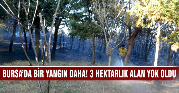 Bursa Mudanya'da 3 hektarlık alan kül oldu!