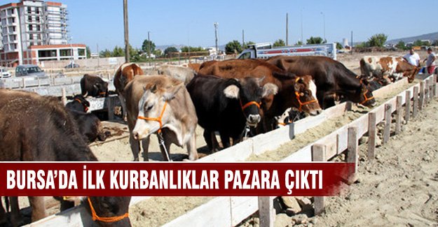 Bursa'da ilk kurbanlıklar pazara çıktı