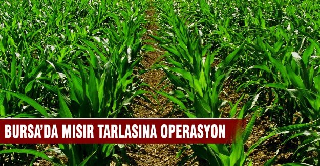 Bursa'da mısır tarlasına operasyon