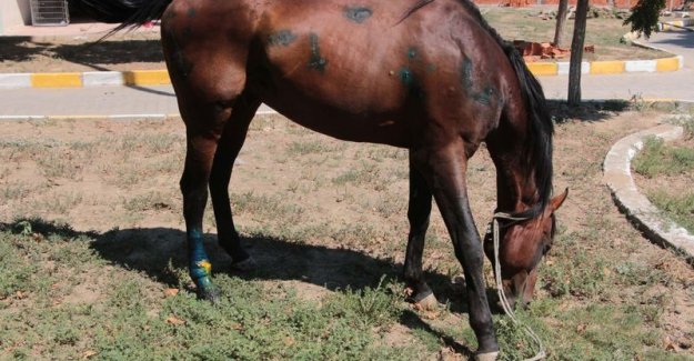 Terkedilen at avcıların hedef tahtası oldu