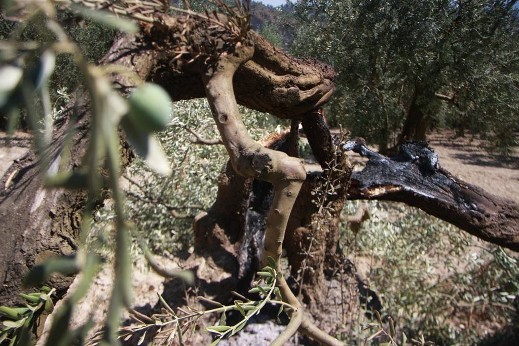 Bursa'da yangın sonrası meyve bahçeleri küle döndü