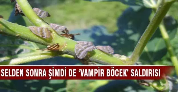 Sel felaketinden sonra 'vampir böcekler'