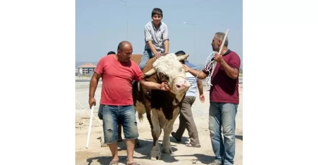 Otomobil fiyatına kurbanlık