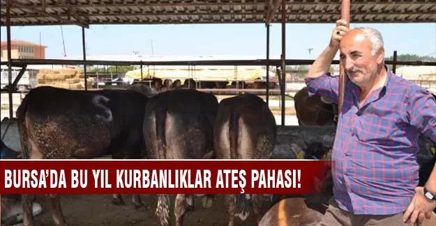 Bursa'da kurban fiyatları cepleri yakacak!