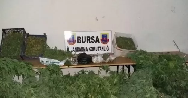 Bursa'da uyuşturucu yetiştiricilerine baskın