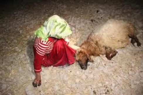 300 koyunu telef ettiler!