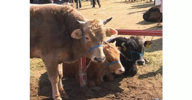 Bursa'da kurban pazarına gitti, parasını çaldırdı