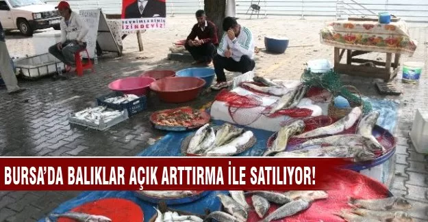 Bursa'da balıklar açık arttırma ile satılıyor