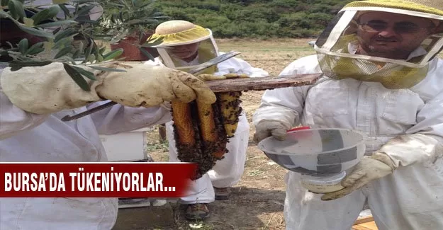Bursa'da arılar yok olmaya başladı