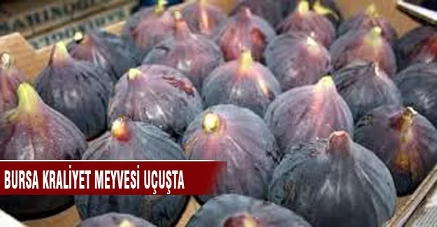 Bursa kraliyet meyvesi uçuşta
