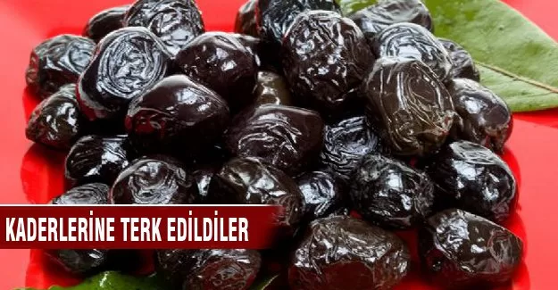 Bursa'da kaderlerine terk edildiler
