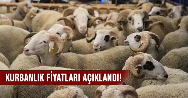 İl il kurbanlık fiyatları açıklandı