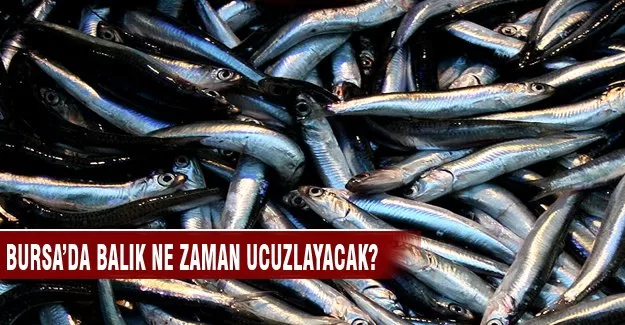 Bursa'da balık ne zaman ucuzlayacak