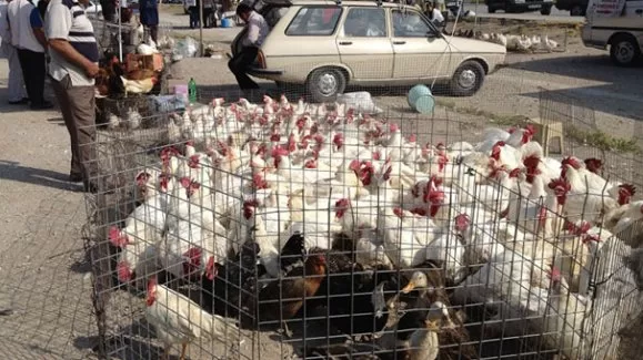 Kanatlı satışına 'Bayram' freni!