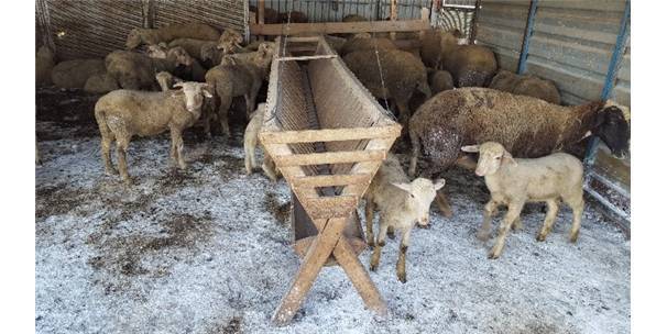 Bursa'da 'çakal' nöbeti