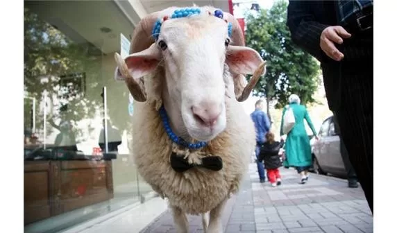 Koyununa kıyamadı, yatak odasında baktı!